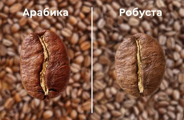 отличие арабики от робусты