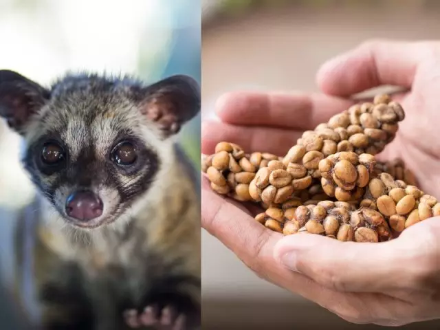 Kopi Luwak Kopi Luwak